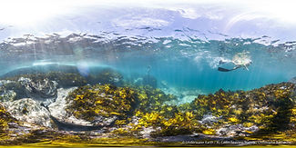 Swimmer North Bondi (C) Underwater Earth _ Christophe Bailhache.jpg