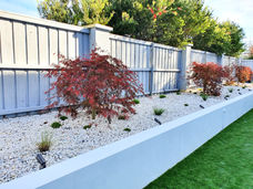 Red trees, white rocks, and grey fence in a beautiful garden setting.