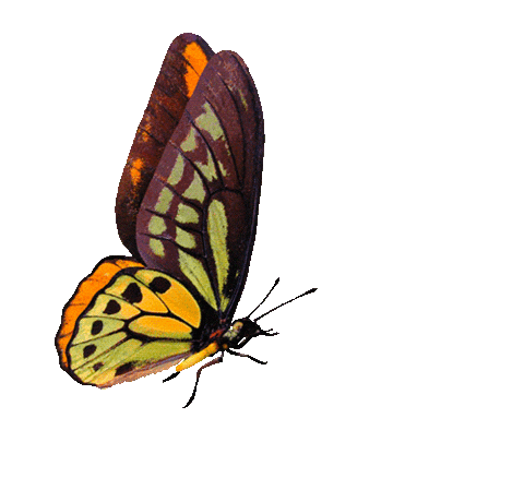 Forest Butterfly Sticker by SALAR MILANO.gif