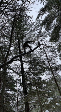 Tree trimming, tree removal, tree cutting, brush removal