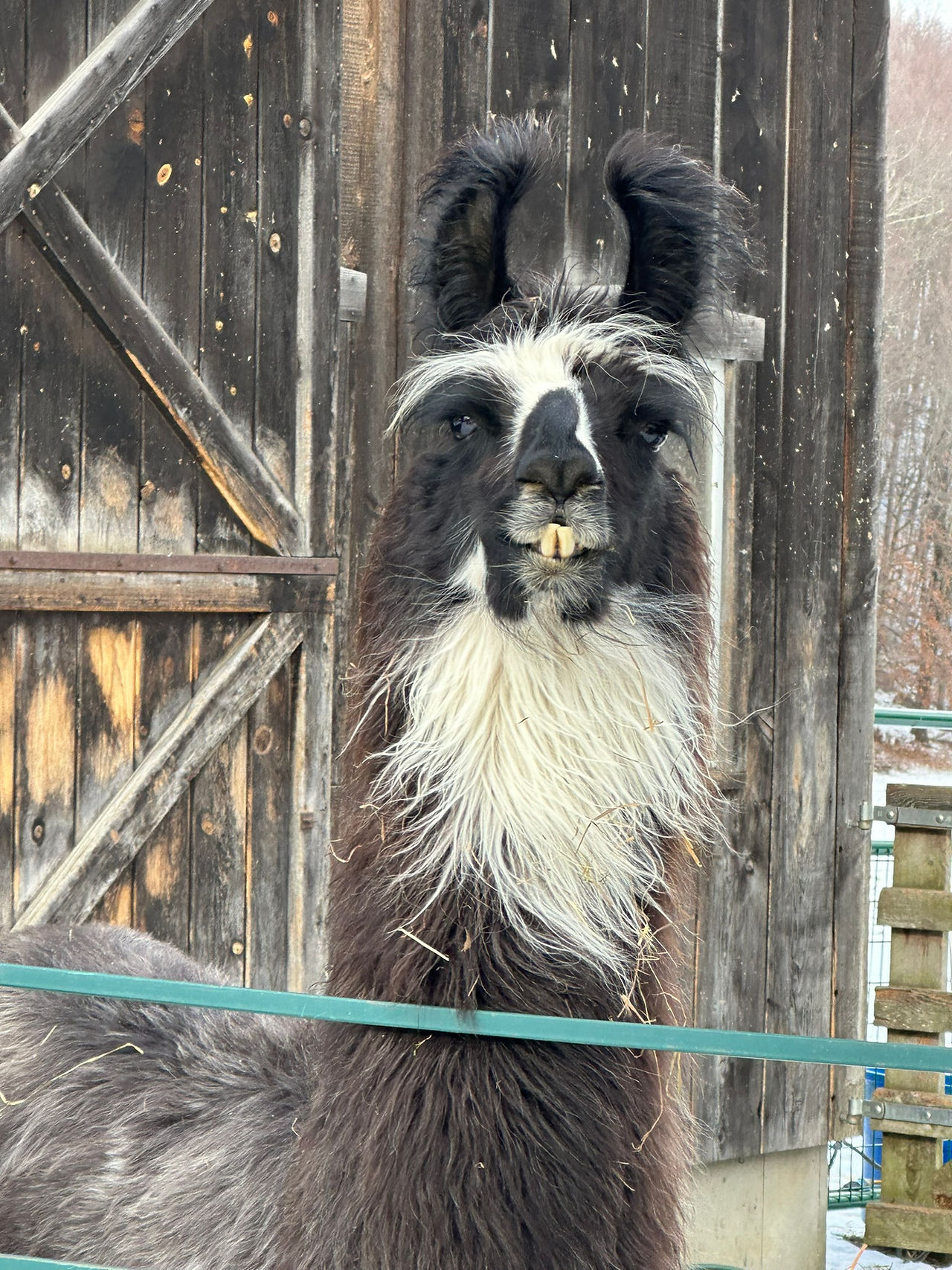 The ham of the llamas!