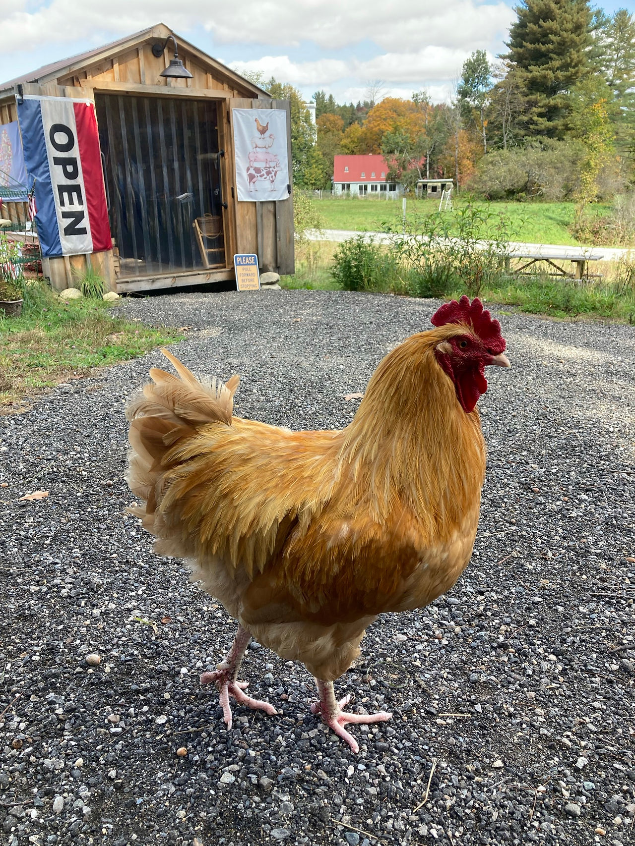 At a Wardsboro Farm Stand