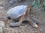 Giant tortoise