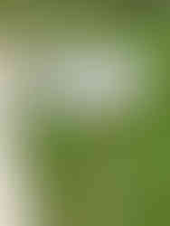 Show some respect for Robert Frost