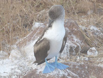 Iconic blue-footed booby