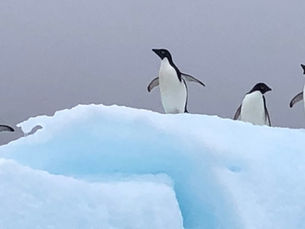 Dispatch: Antarctica