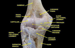 Ciencia-del-futbol-fenomenos-biologicos-y-anatomicos-de-los-jugadores-3