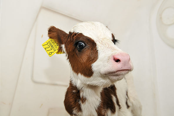 tierfotografie-bauernhof