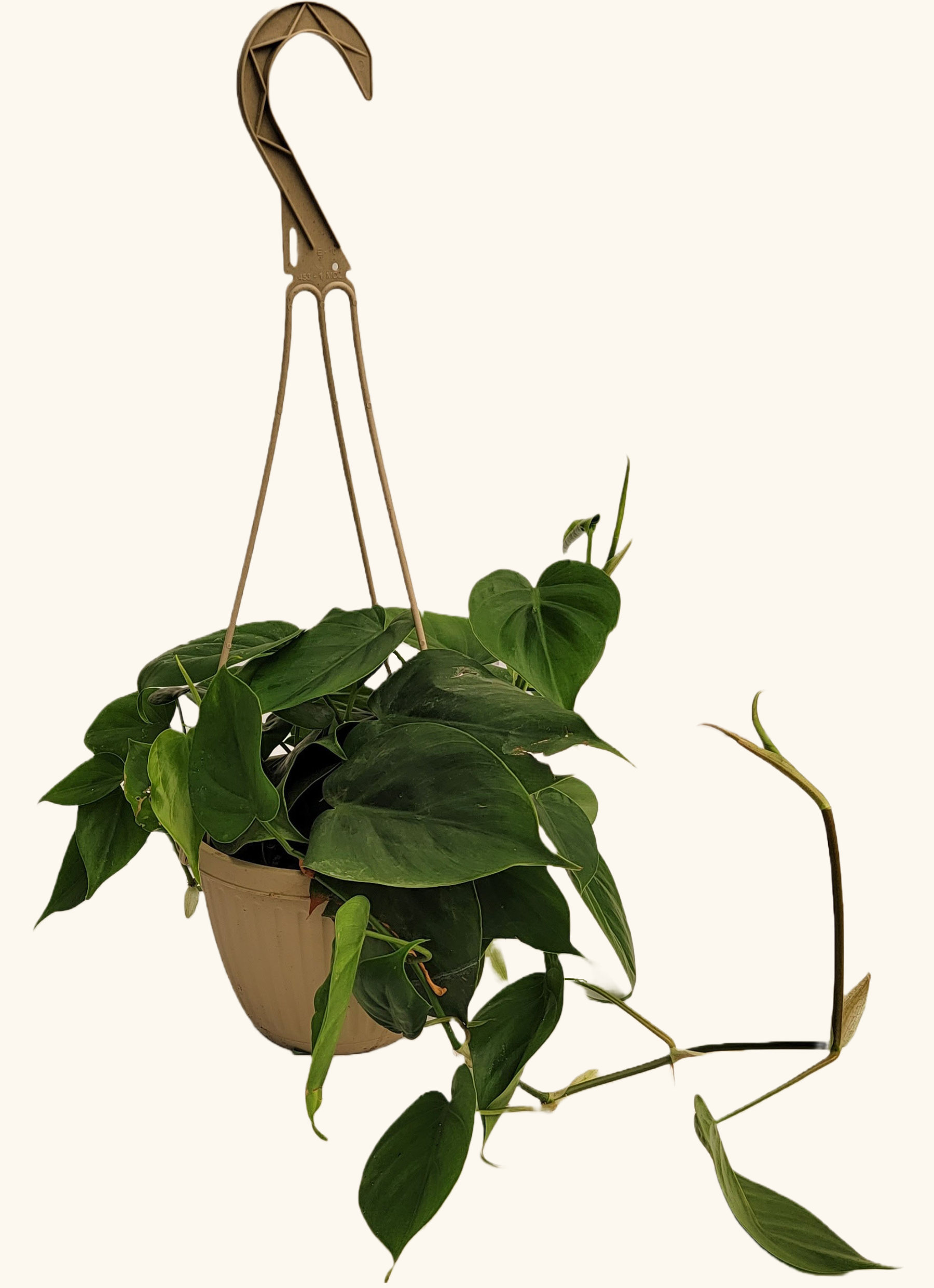 Philodendron Cordatum