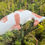 Thumbnail: Hand cast Koi fish pond or garden ornament