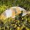 Thumbnail: Hand cast Koi fish ornament