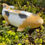 Thumbnail: Hand cast Koi fish ornament