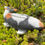 Thumbnail: Hand cast Koi fish pond or garden ornament