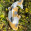 Thumbnail: Hand cast Koi fish ornament