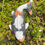 Thumbnail: Hand cast Koi fish pond or garden ornament