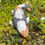 Thumbnail: Hand cast Koi fish pond or garden ornament