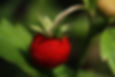 Fondant Parfumé Fraise des Bois - Forêt Enchantée