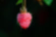 Fondant Parfumé Framboise - Captive vos Sens