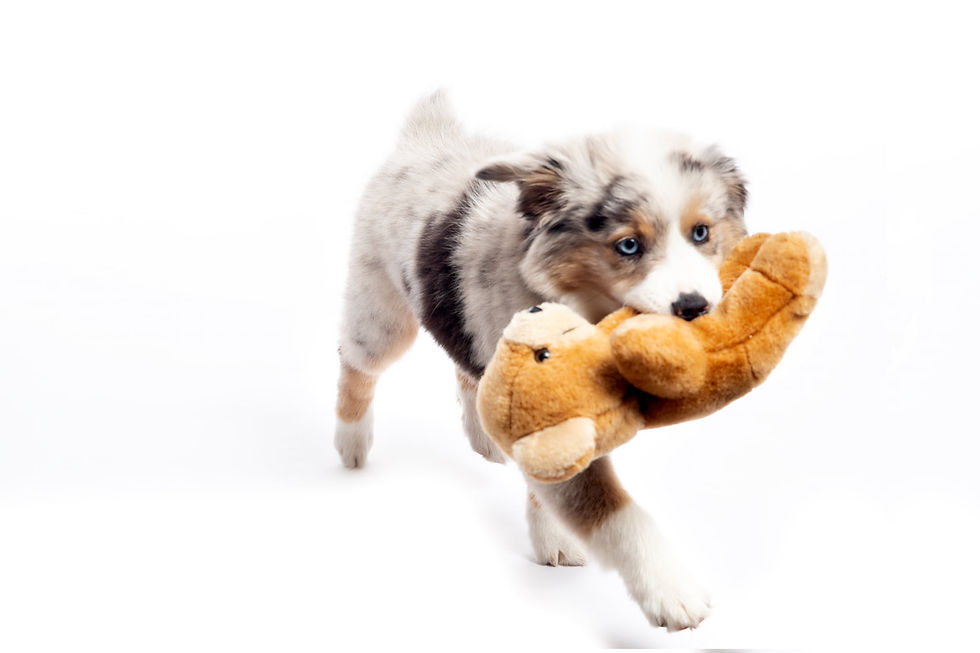 Another happy customer and her canine companion with Tals Studios’ Pet Photography Service!