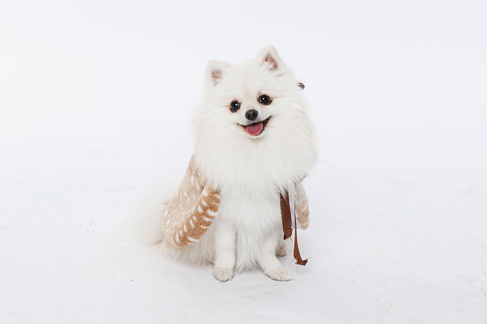 A white Pomeranian dog wearing a brown cape