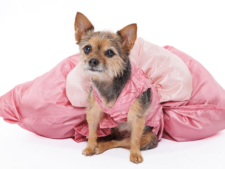Pets Photographer NYC, Pet Photography, $149 Pets Photography session