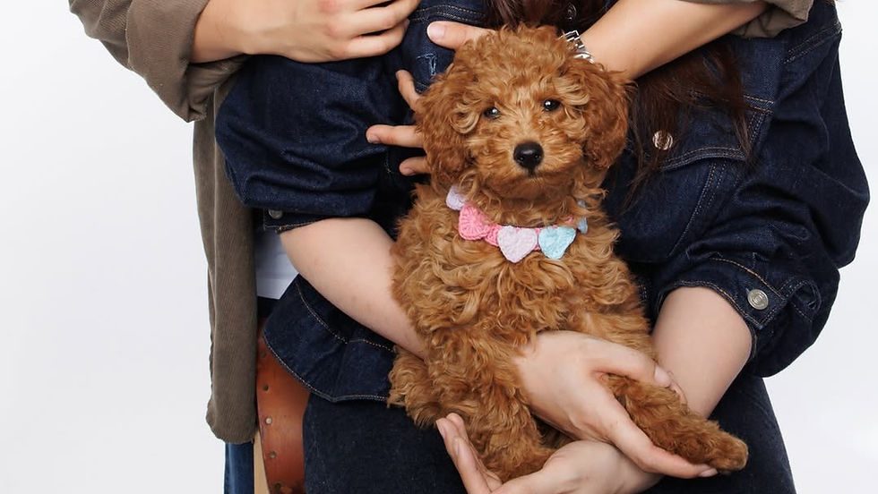 Pet photographer NYC professional dog portrait photography
