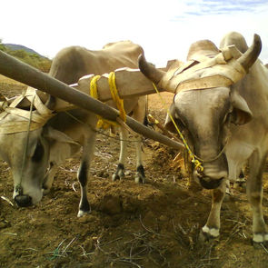 “Bueno es al hombre, si llevare el yugo desde su mocedad.” Lamentaciones 3:27