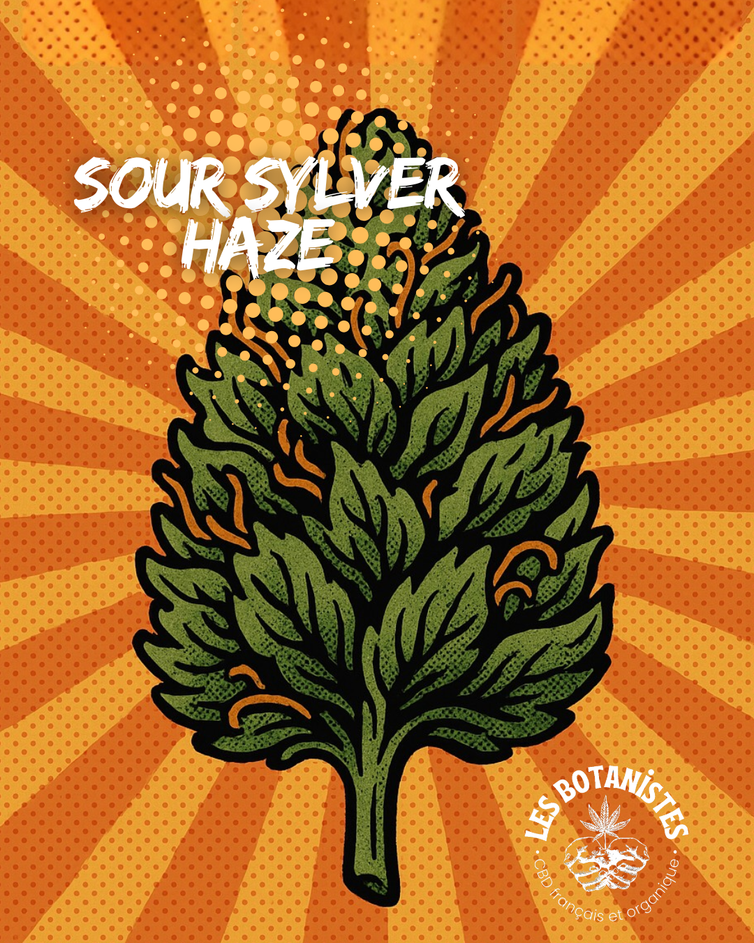 Sour sylver Haze