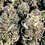 Miniature : Sweet Lavender