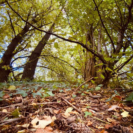 A clearing in the forest