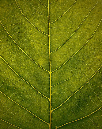 vivaan-trivedii-dq7jErOBJbo-unsplash.jpg