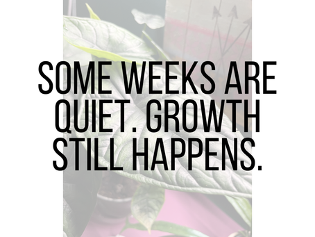 Houseplants indoors with no visible new growth, representing a quiet growth period