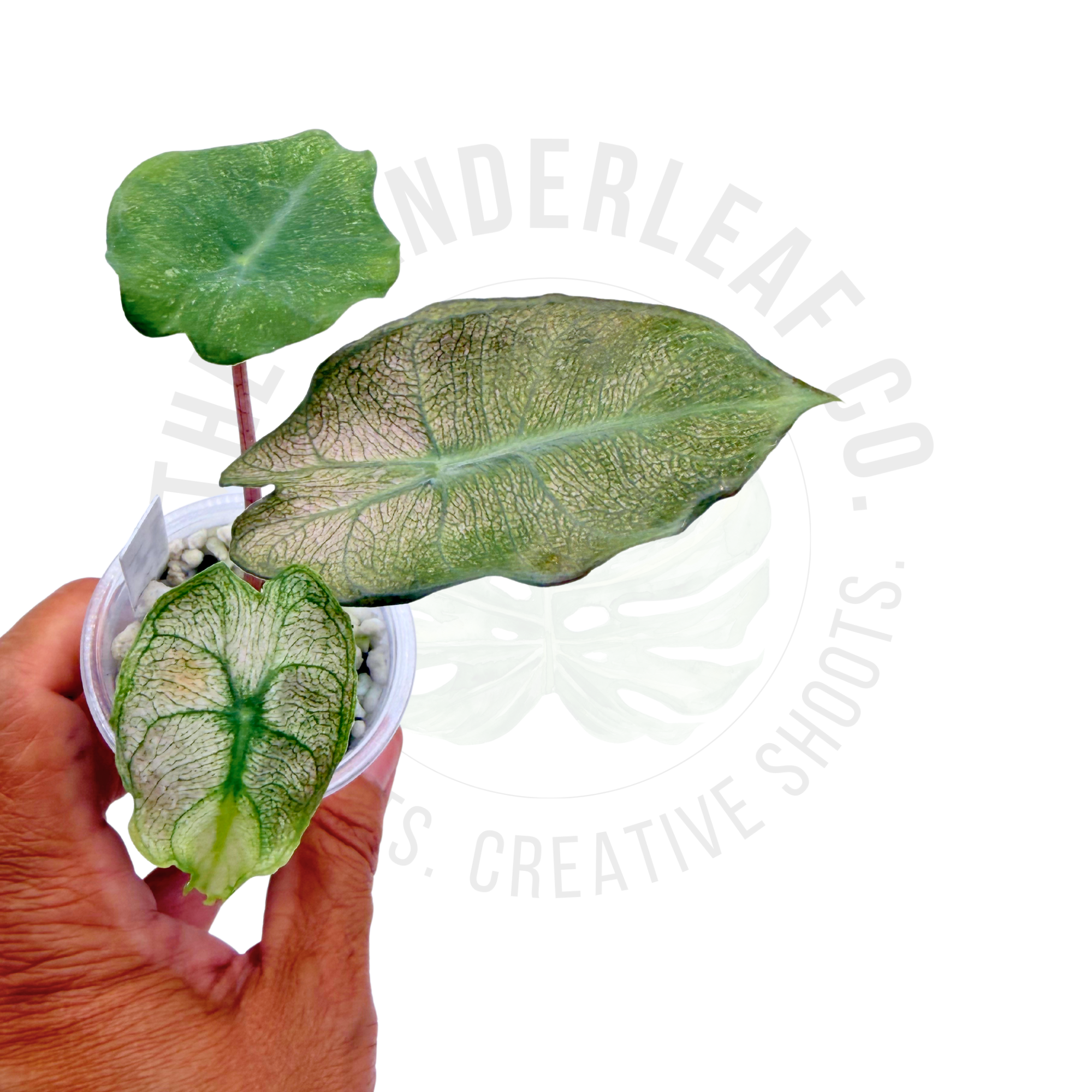 Alocasia Pink Dragon Stardust