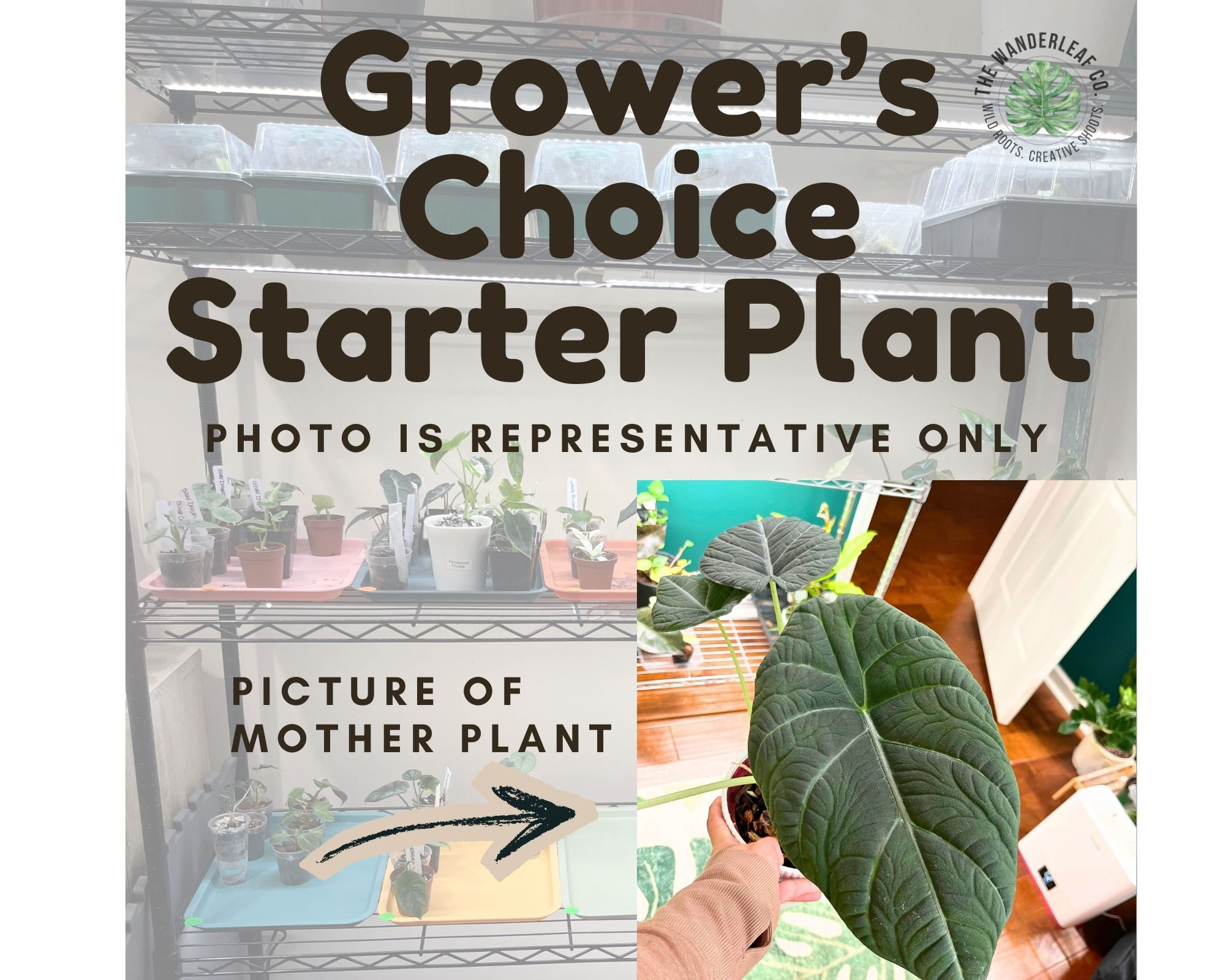 Alocasia Melo Starter