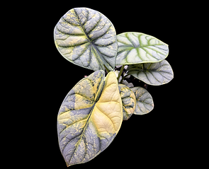 Untitled design (6).png
