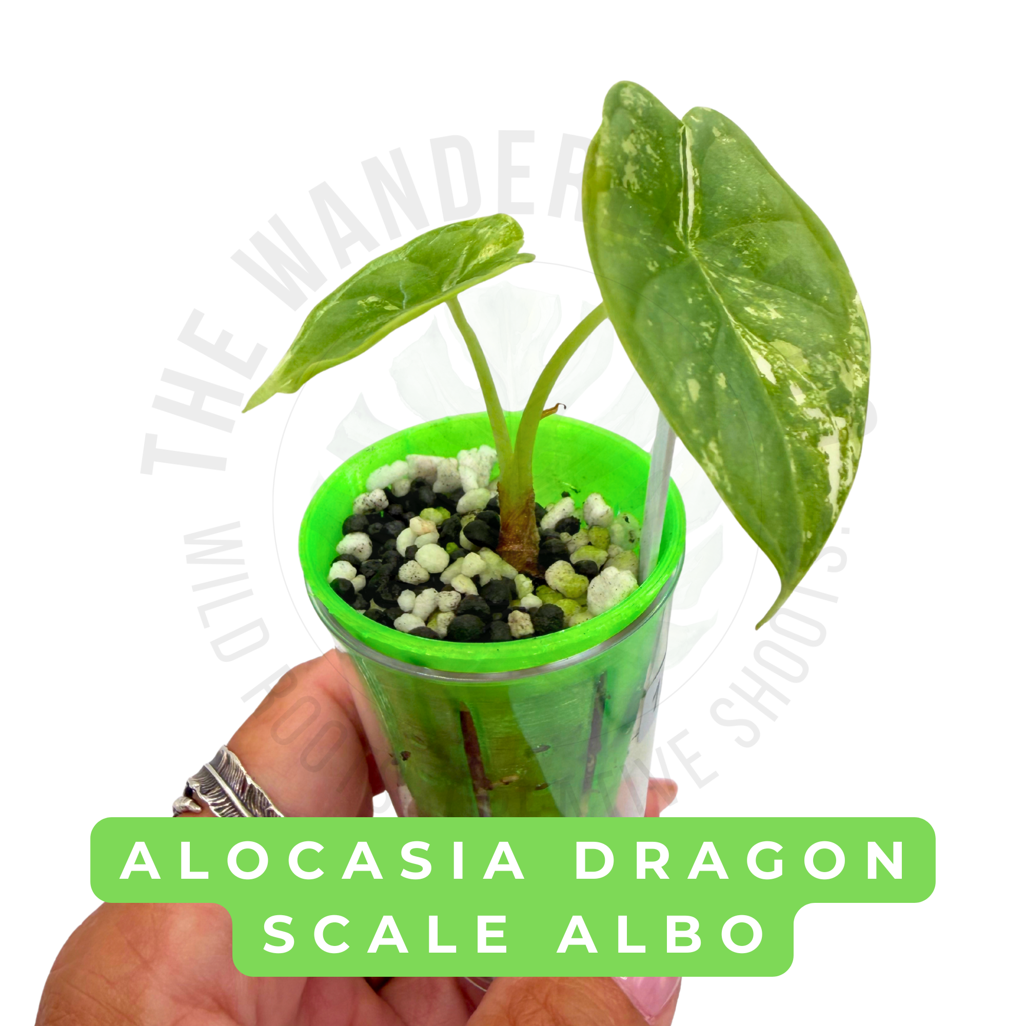 Dragon Scale Albo