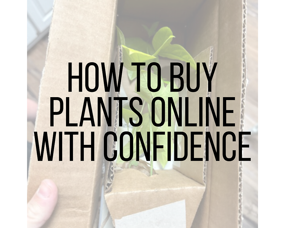 How to Buy Plants Online with Confidence