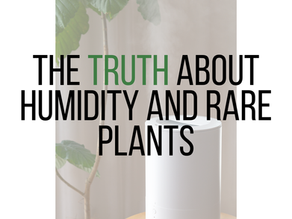 Humidifier next to a plant
