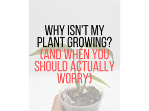 small plant with the words Why Isn't My Plant Growing? (And When You Should Actually Worry)