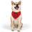 Thumbnail: Happy Pawlidays Pet Bandana Collar in Red