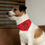 Thumbnail: Happy Pawlidays Pet Bandana Collar in Red