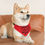 Thumbnail: Happy Pawlidays Pet Bandana Collar in Red