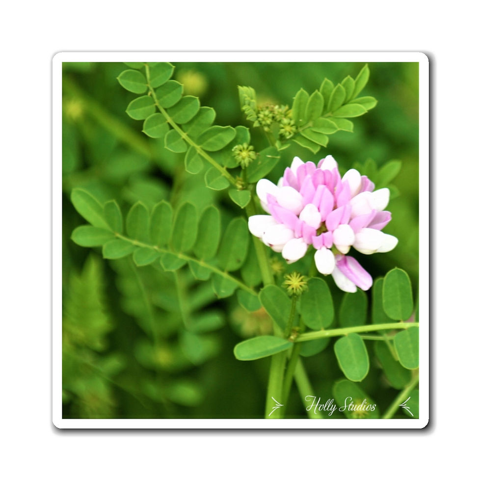 Pink and White Flower Magnets