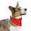 Thumbnail: Happy Pawlidays Pet Bandana Collar in Red
