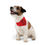 Thumbnail: Happy Pawlidays Pet Bandana Collar in Red