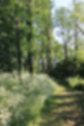 chemin sous bois.JPG
