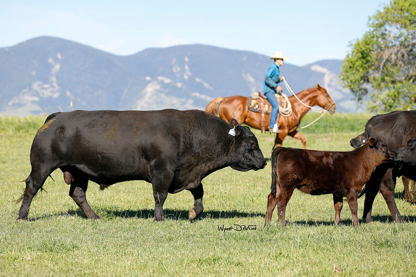Purebred Angus Sinclair Cattle Company United States