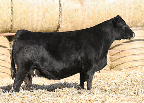 WC Miss Werning 638D