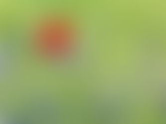 One Year After the Election: Why Ideological Diversity Still Matters