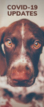 COVID-19 UPDATES.jpg